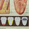 Vintage Human Skin Tongue Rollable Medical Wall Chart Poster 5