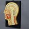 Antique Teaching Aid Median Incision of the Human Head, 1920s 2