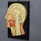 Antique Teaching Aid Median Incision of the Human Head, 1920s, Image 2