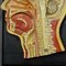 Antique Teaching Aid Median Incision of the Human Head, 1920s 5