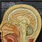 Antiker Medianschnitt des menschlichen Kopfes, 1920er 4