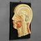 Antique Teaching Aid Median Incision of the Human Head, 1920s 3
