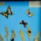 Exhibición escolar vintage de los insectos de la pradera, Imagen 3