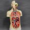Buste Anatomique Masculin par Louis M. Meusel, 1920s 6