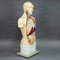 Buste Anatomique Masculin par Louis M. Meusel, 1920s 4