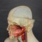 Buste Anatomique Masculin par Louis M. Meusel, 1920s 8