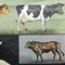 Vintage Deco Cattle Cow Anatomy Art Print Wall Chart Poster by Jung Koch Quentell 3