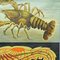 Vintage Deco Crayfish Maritime Poster Pull-Down Wall Chart by Jung Koch Quentell 5