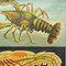 Vintage Deco Crayfish Maritime Poster Wandtafel von Jung Koch Quentell 5