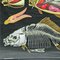 Póster escolar vintage de biología con animales y carpas de Jung Koch Quentell, Imagen 3