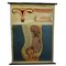 Vintage Female Genital Tract Pull Down Wall Chart 1