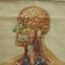 Vintage Human Inner Organs Medical Poster Pull Down Wall Chart 2