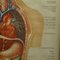 Vintage Human Inner Organs Medical Poster Pull Down Wall Chart 4