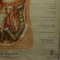 Vintage Menschliche Innere Organe Medizin Poster Pull Down Wandkarte 6