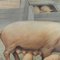 Vintage Retro Schwein Ferkel Vieh Wandkarte Gemälde 2