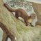 Old Vintage Country Style Weasel Otter Poster Print Wall Chart 2