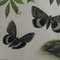 Póster vintage con orugas, mariposas y insectos, Imagen 3