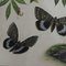 Vintage Country Style Caterpillars Butterflies Insects Poster Chart 3