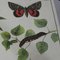 Vintage Country Style Caterpillars Butterflies Insects Poster Chart 4