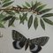 Affiche Vintage de Chenilles, Papillons et Insectes 2