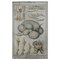 Old Home and Garden anatomische Vieh Wandkarte Druck 1