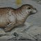 Vintage Seal Seal Marine Wildtiere Lehrtafel 6
