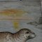 Vintage Seal Marine Wildlife Wall Chart Poster, Image 4