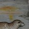 Vintage Seal Seal Marine Wildtiere Lehrtafel 4