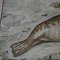 Vintage Seal Marine Wildlife Wall Chart Poster 3