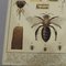 Old Home and Garden Bees Insects and Spiders Science Chart 4