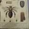 Old Home and Garden Bees Insects and Spiders Science Chart 5