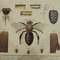 Old Home and Garden Bees Insects and Spiders Science Chart 3