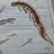 Vintage Salamander Newt Amphibien Kaulquappen Unterwasser Wandkarte Druck 4