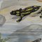 Vintage Salamander Newt Amphibien Kaulquappen Unterwasser Wandkarte Druck 2