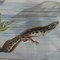 Vintage Salamander Newt Amphibians Tadpoles Underwater Wall Chart Print 3