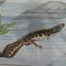 Vintage Salamander Newt Amphibien Kaulquappen Unterwasser Wandkarte Druck 3