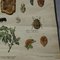 Old Vintage Beetles Insects Overview Wall Chart Poster 4