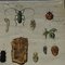 Affiche de tableau mural Old Vintage Beetles Insects Overview 3