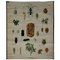 Cartel de la tabla de pared de la descripción de los insectos de los escarabajos del vintage, Imagen 1