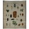 Old Vintage Beetles Insects Overview Wall Chart Poster, Image 1