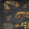 Affiche Murale à Roulettes Antique Gryllotapla Mole Cricket par Jung Koch Quentell 3