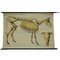 Póster anatómico enrollable vintage del esqueleto de una vaca, Imagen 1