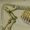 Póster anatómico enrollable vintage del esqueleto de una vaca, Imagen 2