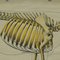 Vintage Rollbare Anatomie Wandplakat Skelett einer Kuh Poster 4