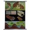 Poster vintage di anatomia della vita dei castori di Jung Koch Quentell, Immagine 1