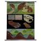 Vintage Beavers Life Anatomy Poster Rollable Lehrtafel von Jung Koch Quentell 1