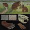 Póster de pared enrollable vintage de Beavers Life Anatomy de Jung Koch Quentell, Imagen 2