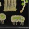 Stampa botanica di licheni gialli di Jung Koch Quentell, Immagine 5