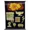 Yellow Lichen Botany Plants Wall Chart by Jung Koch Quentell 1