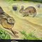 Brown Hare Common Rabbit Wall Chart Poster by Jung Koch Quentell 3